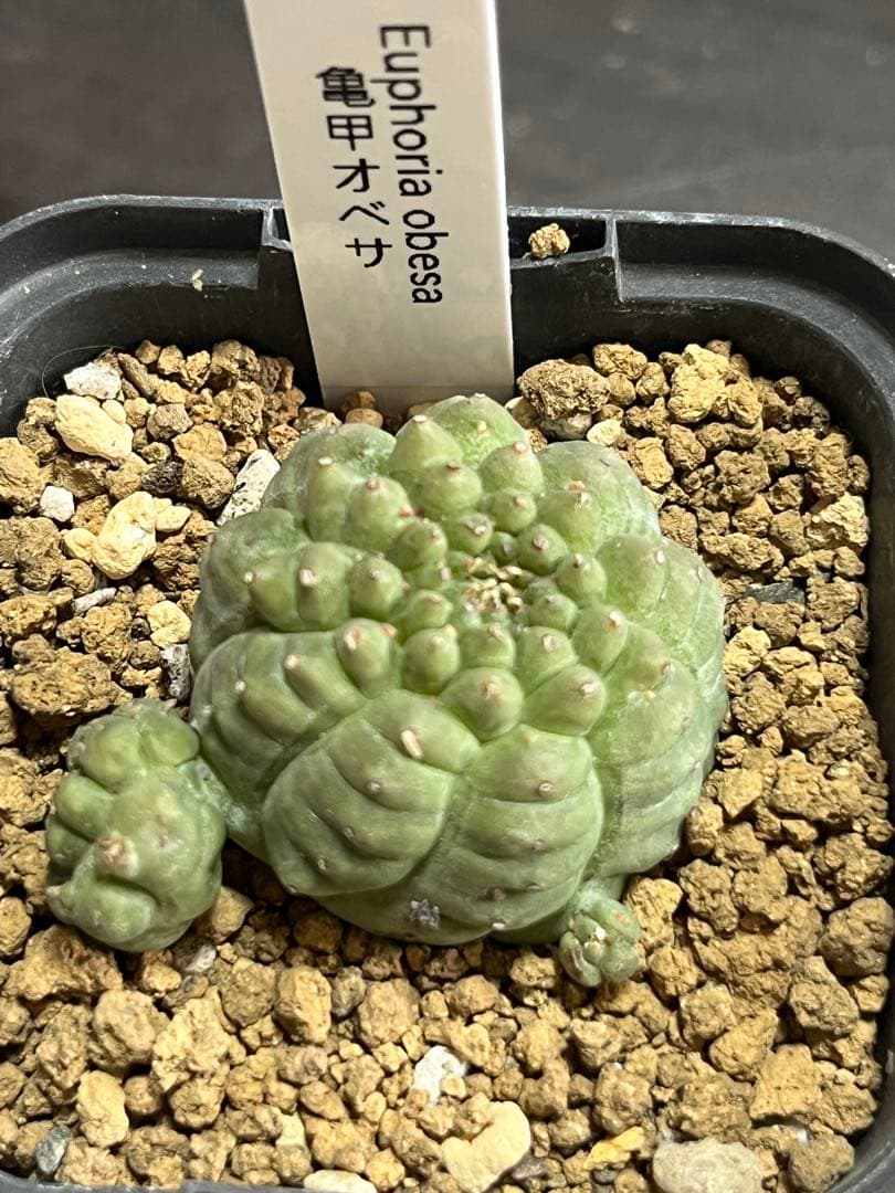 亀甲オベサ ユーフォルビア サボテン