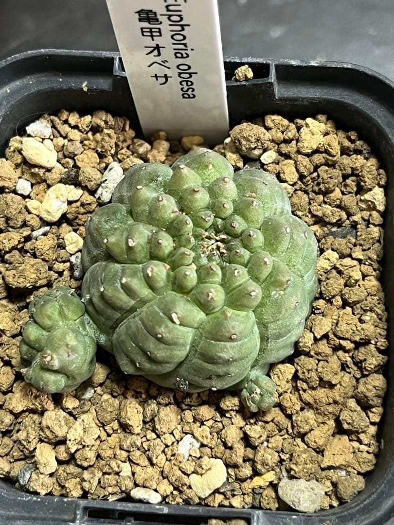 亀甲オベサ ユーフォルビア サボテン