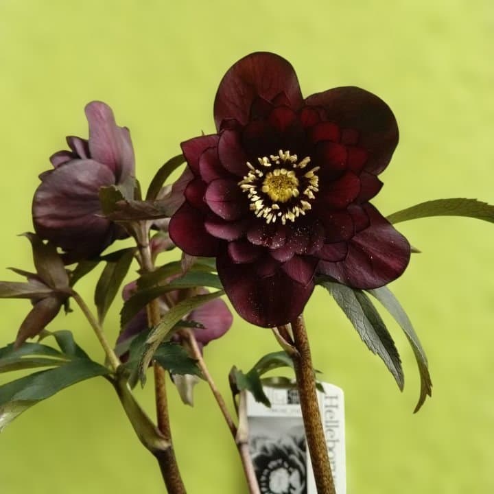 広瀬園芸。ヘレボルス(八重) パープル No58開花株。