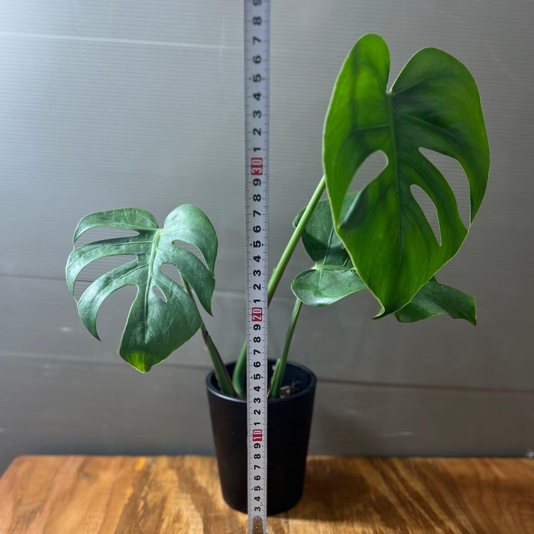 Monstera deliciosa Compacta モンステラ　コンパクタ