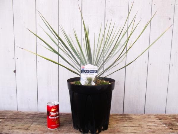 現物「ユッカ・ロストラータ」７号　Yucca rostrata