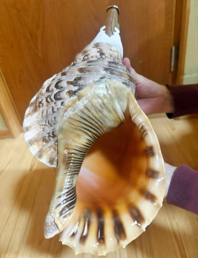 希少特大39.5㎝肉厚修験道法螺貝　山伏　密教　魔除け　熊よけ❣️ホラガイ　ほら貝