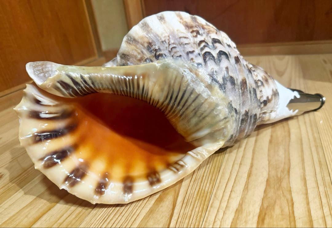 希少特大39.5㎝肉厚修験道法螺貝　山伏　密教　魔除け　熊よけ❣️ホラガイ　ほら貝