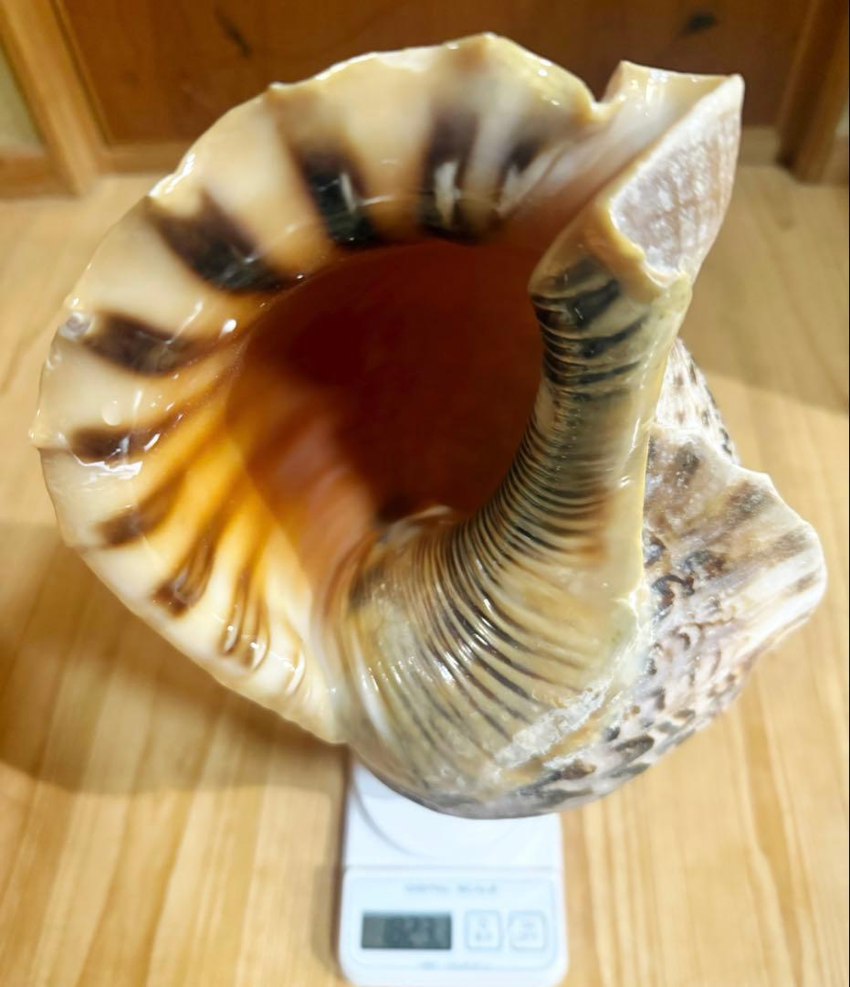 希少特大39.5㎝肉厚修験道法螺貝　山伏　密教　魔除け　熊よけ❣️ホラガイ　ほら貝