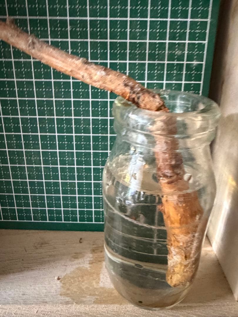 ®️さん専用コミフォラ 剪定枝 長め
