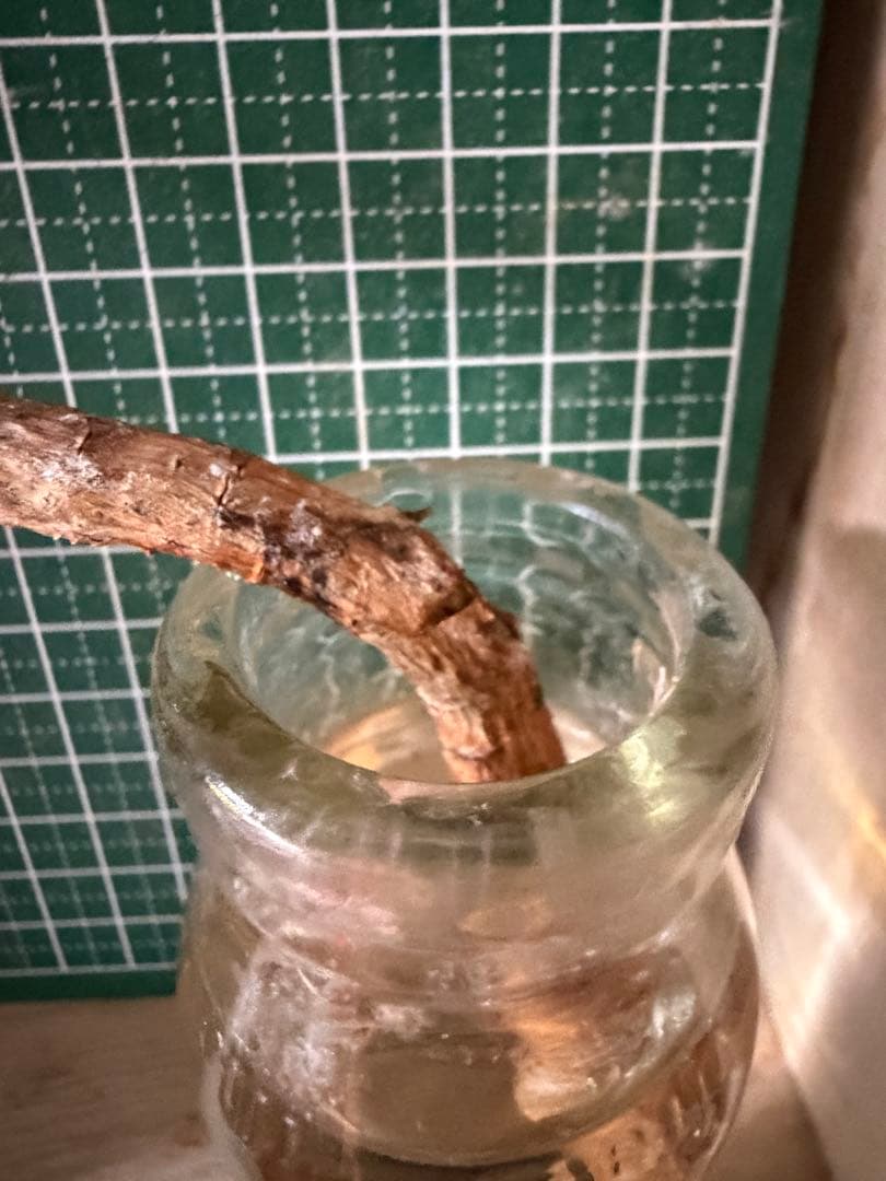 ®️さん専用コミフォラ 剪定枝 長め