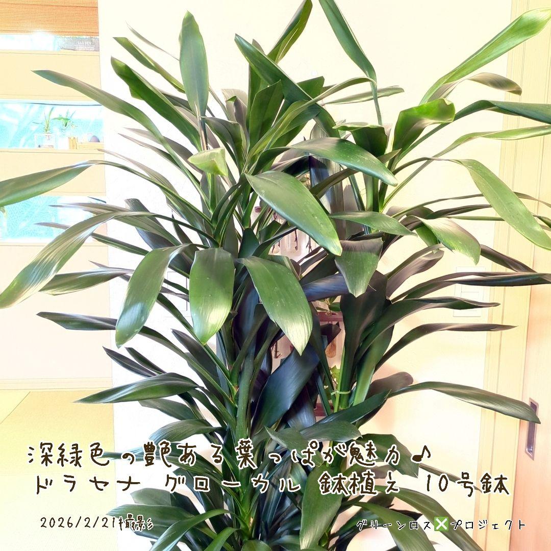 【B級品/大型観葉植物】深緑で艶ある葉っぱが魅力♪ドラセナグローカル鉢植え10号