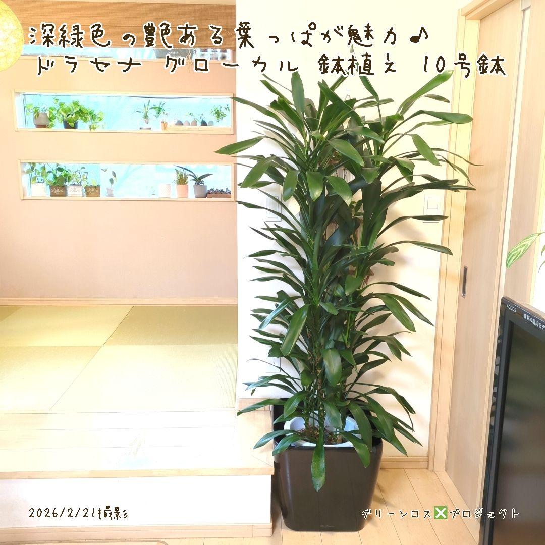 【B級品/大型観葉植物】深緑で艶ある葉っぱが魅力♪ドラセナグローカル鉢植え10号