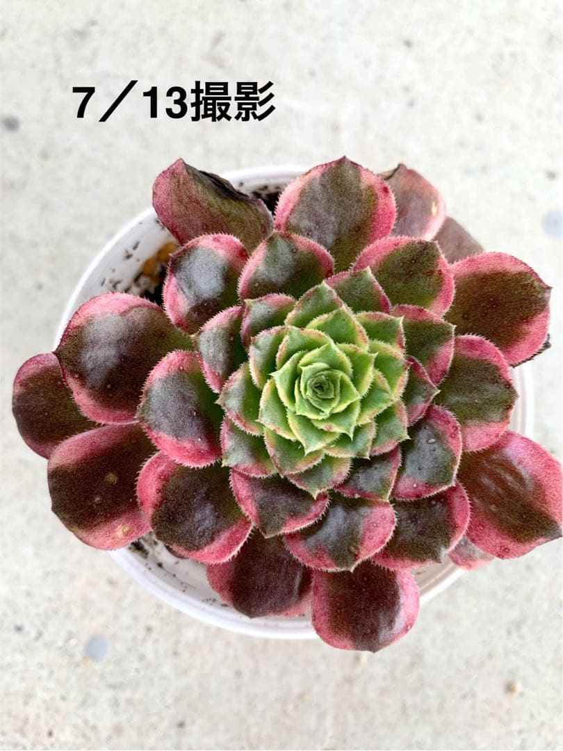 速達付❣️朝霞錦③❤️ニカ❤️ アエオニウム　多肉植物　抜き苗