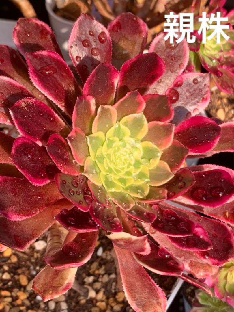 速達付❣️朝霞錦③❤️ニカ❤️ アエオニウム　多肉植物　抜き苗