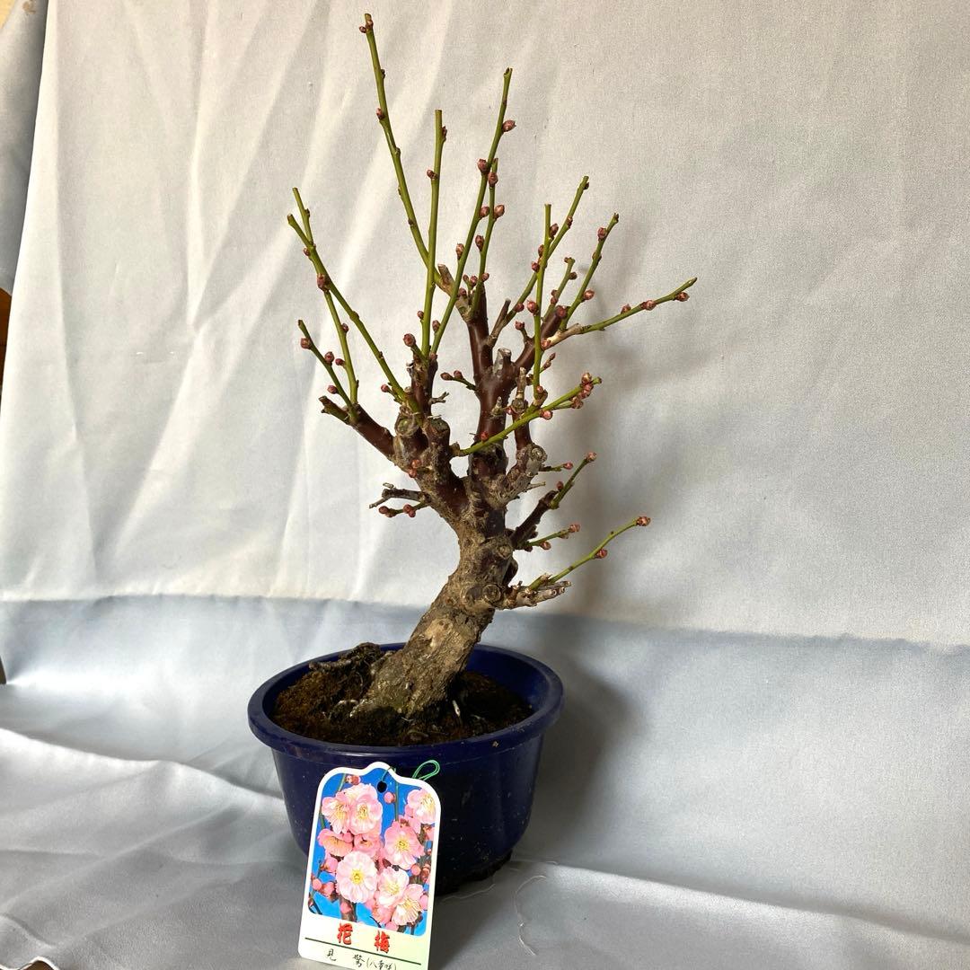 紅梅　盆栽　植木　梅　苔