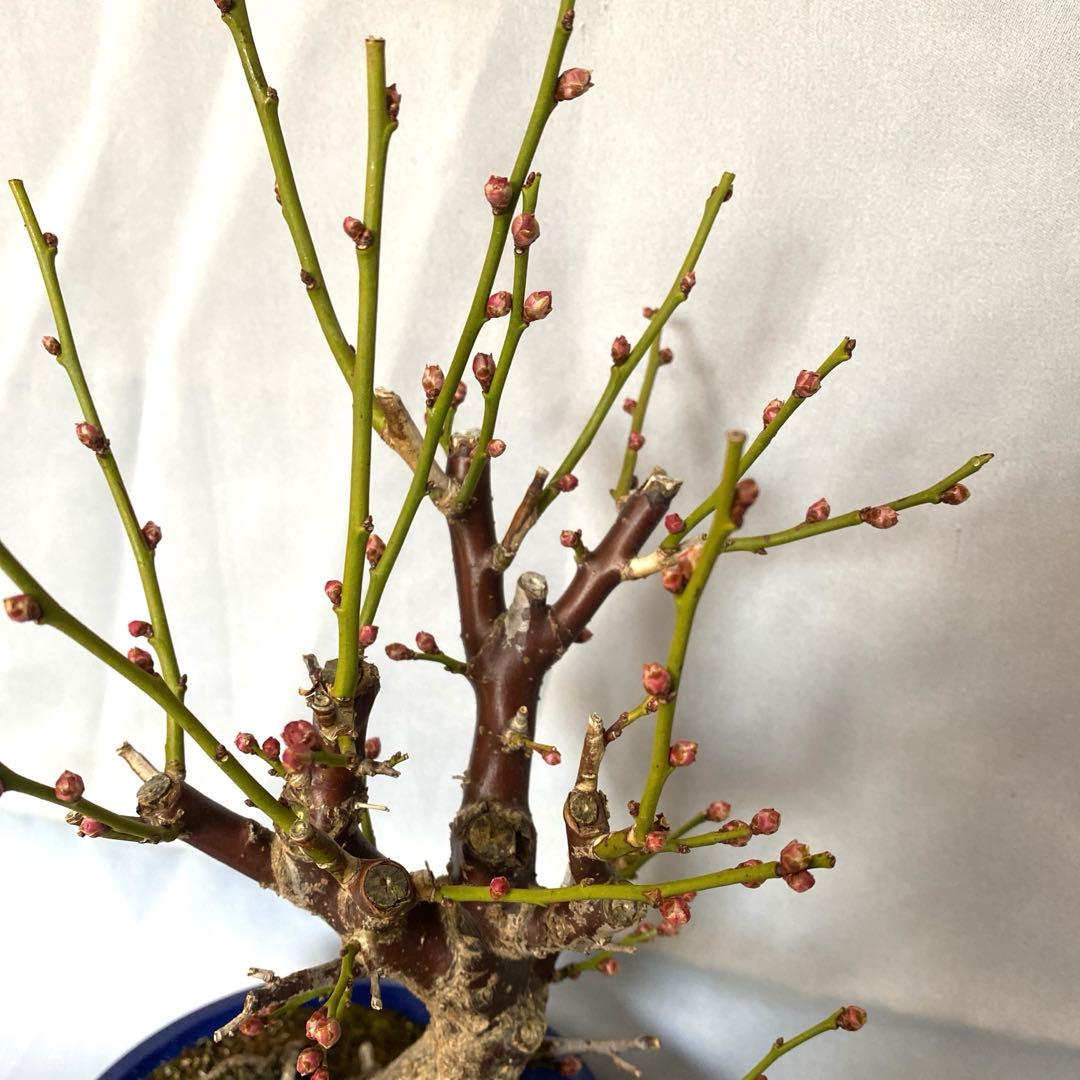 紅梅　盆栽　植木　梅　苔