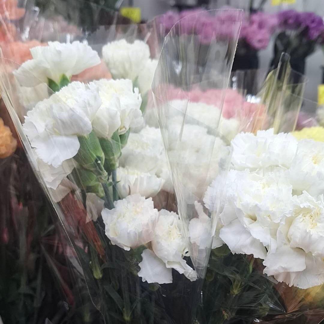カーネーション 切り花 40本 40センチ ボリュームあり 生花