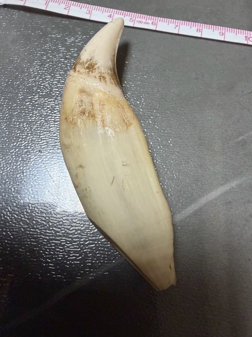 熊の牙 熊歯