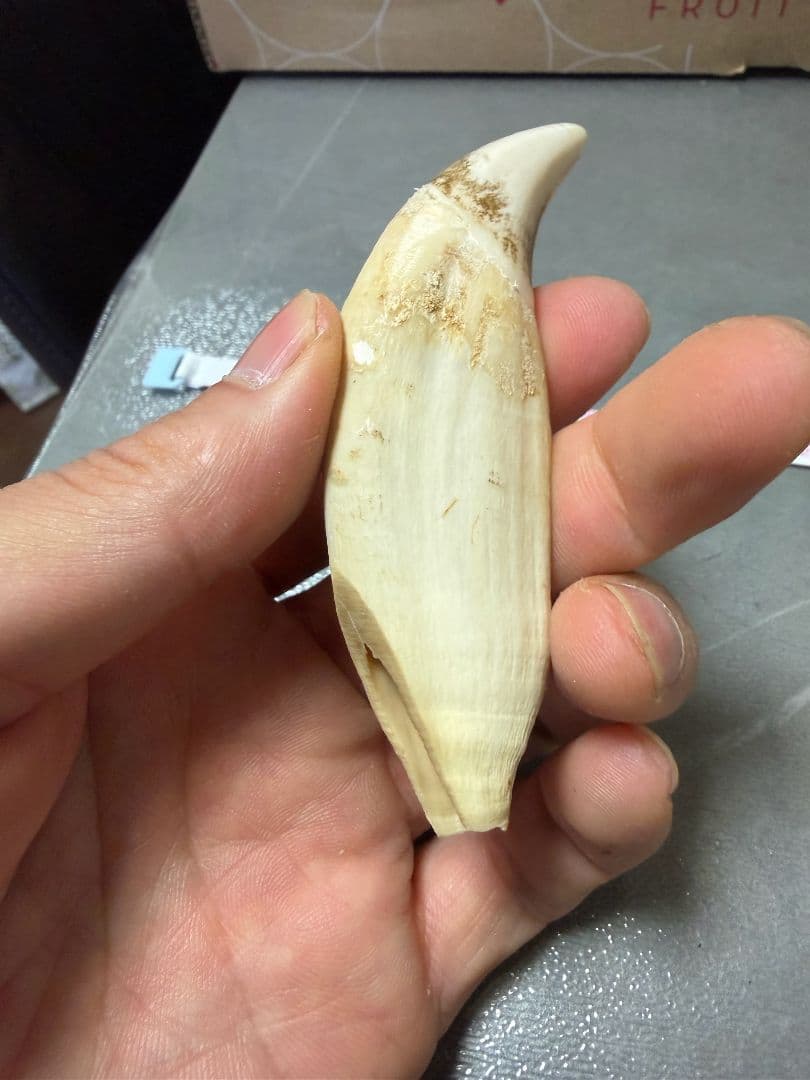 熊の牙 熊歯