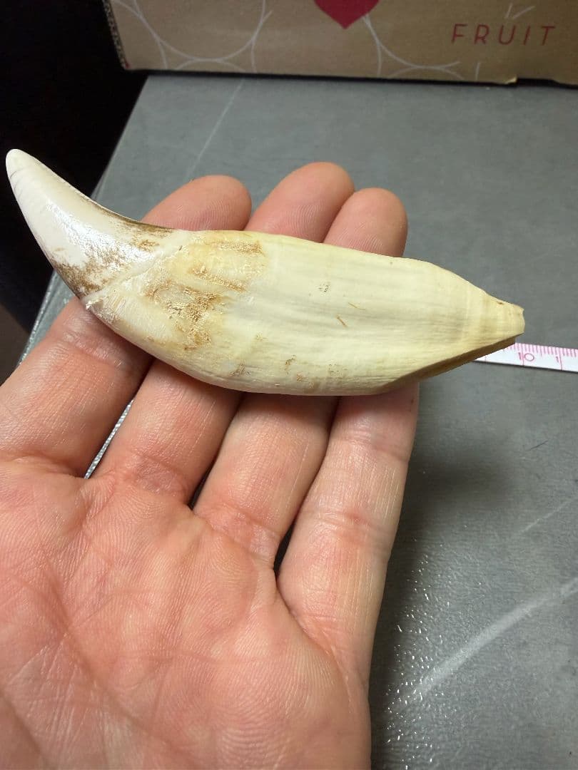 熊の牙 熊歯