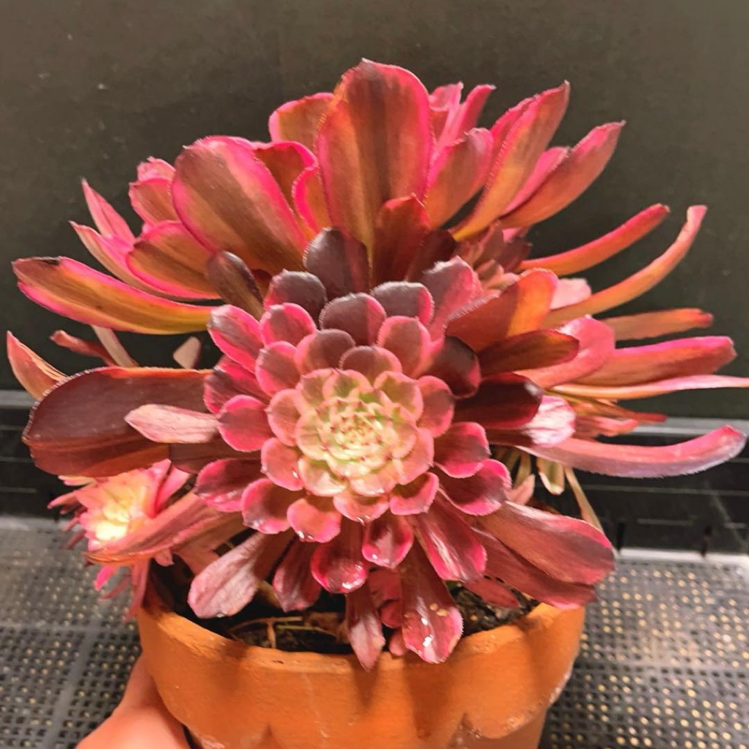 27#多肉植物アエオニウム錦❤️ 雲彩❤️1大頭6小頭4-6子芽28cm拔き苗