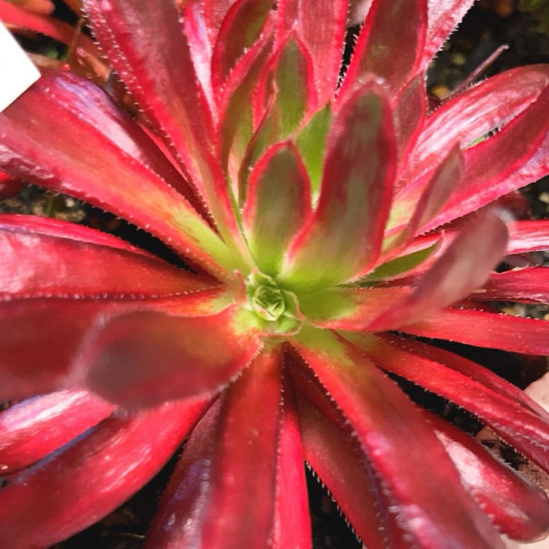 35#多肉植物アエオニウム錦❤️コーニッシュトリビュート錦❤️1頭3芽14cm拔き苗