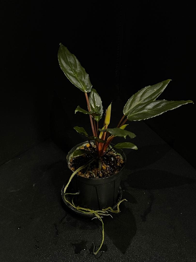 Homalomena sp. \"Sulawesi Red\" LA便