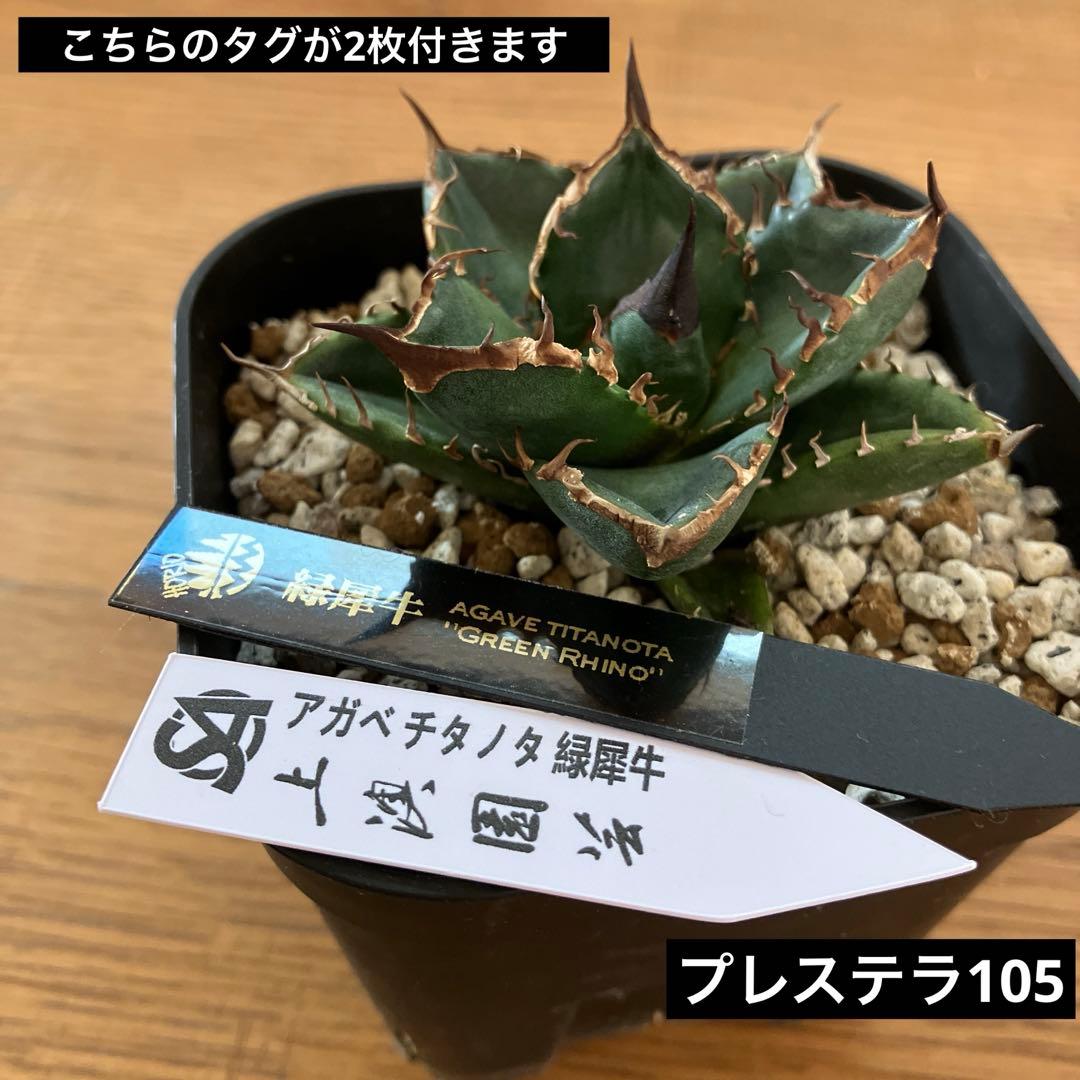 【クリスマスセール】⑩選抜　発根済み　太棘　黒棘　アガベ　緑犀牛　TC