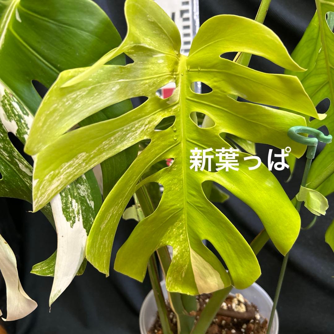 大葉っぱモンステラボルシギアナホワイトタイガー
