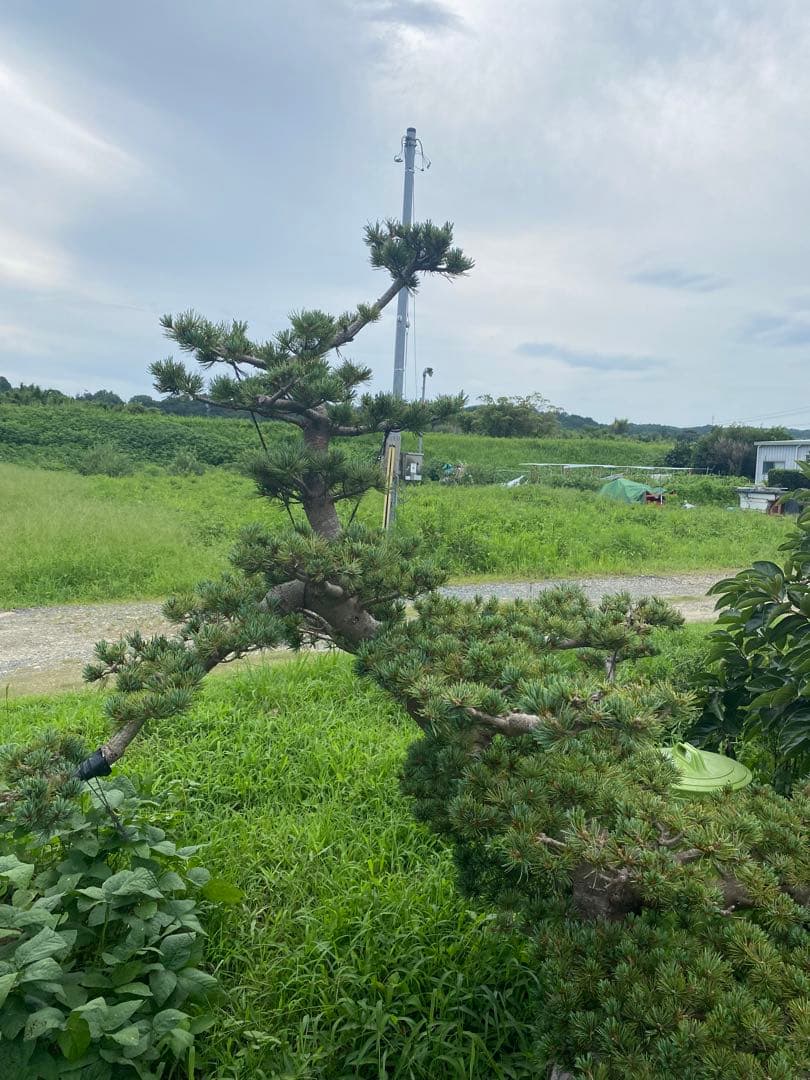 レア　五葉松　大株！！引取り限定！！美株！樹齢30年以上！