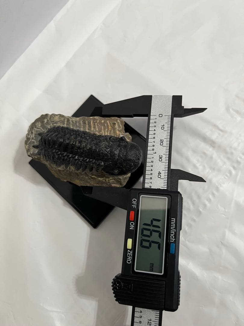 三葉虫化石 約69.8mm