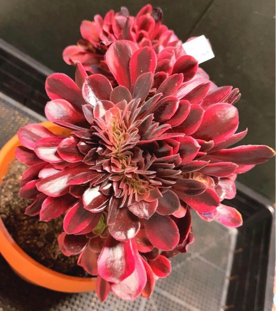 99  #多肉植物アエオニウム錦❤️ メデューサ セッカ ❤️27cm拨き苗