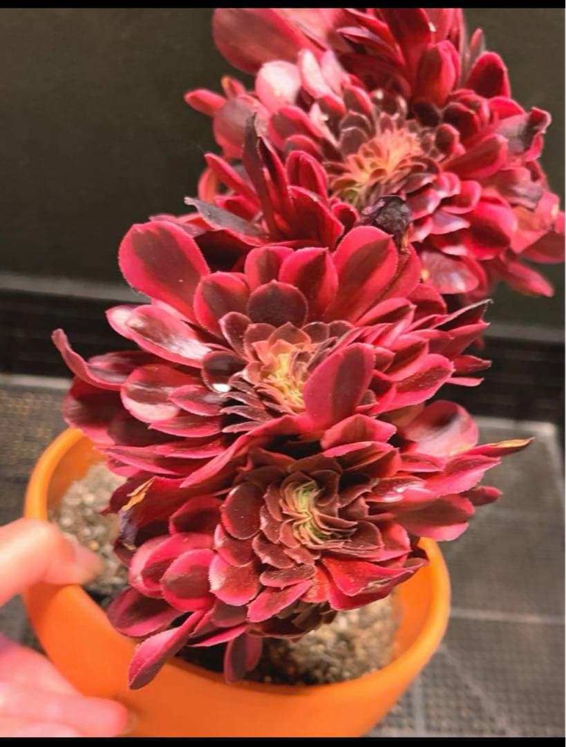 99  #多肉植物アエオニウム錦❤️ メデューサ セッカ ❤️27cm拨き苗
