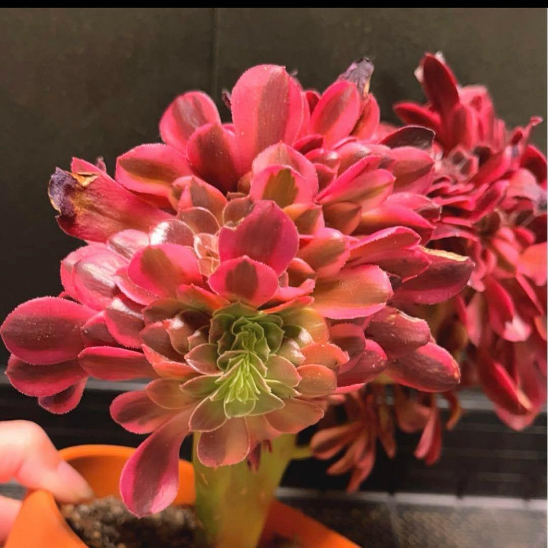99  #多肉植物アエオニウム錦❤️ メデューサ セッカ ❤️27cm拨き苗