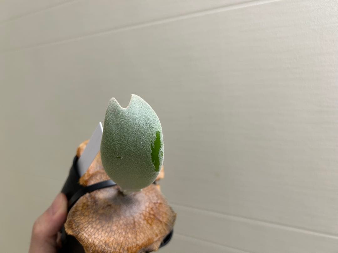 P.willinckii Pearl queen OC ビカクシダ