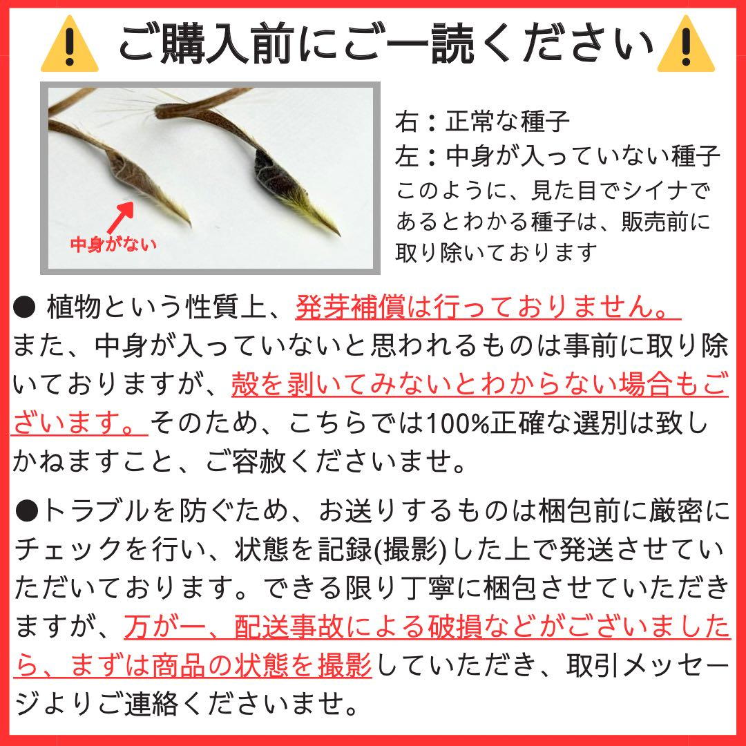 サルコカウロン ペニクリナム 自家採取 種子 5粒 掛け合わせ4通り