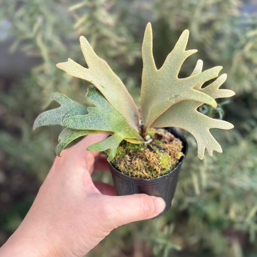 P. willinckii ’Jenny’ TC 3413