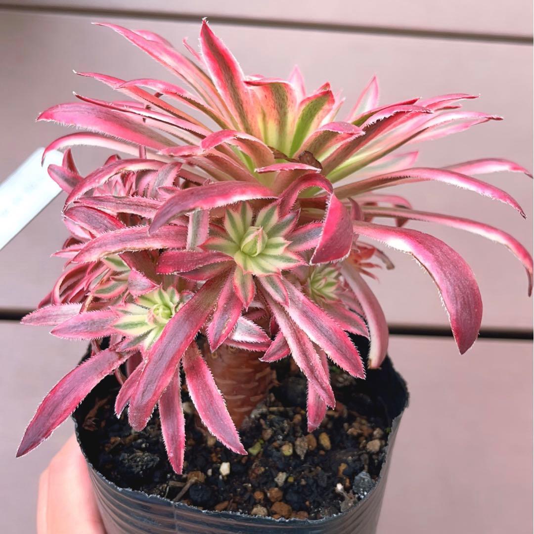 62#多肉植物アエオニウム錦❤️ 朱雀❤️1大頭9小頭15cm拨き苗