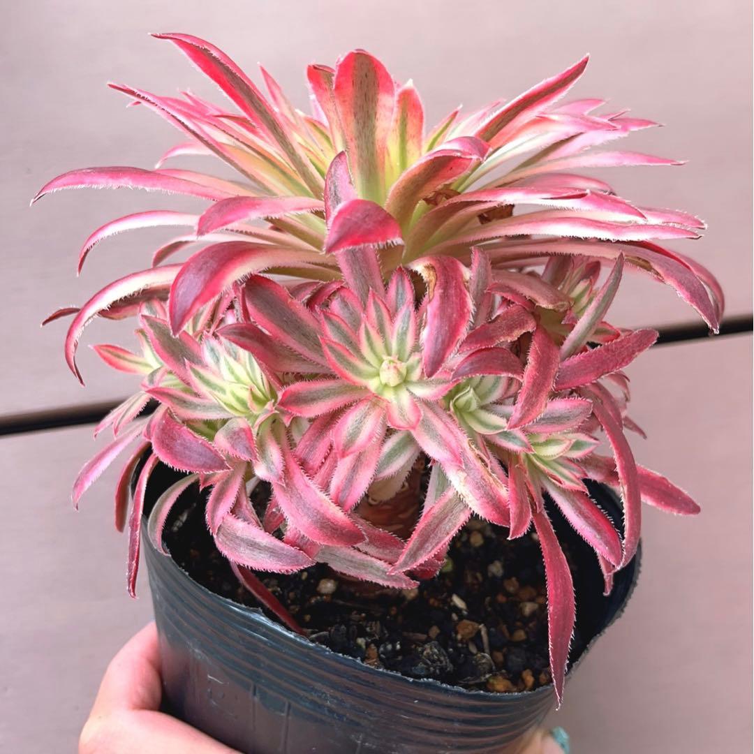 62#多肉植物アエオニウム錦❤️ 朱雀❤️1大頭9小頭15cm拨き苗