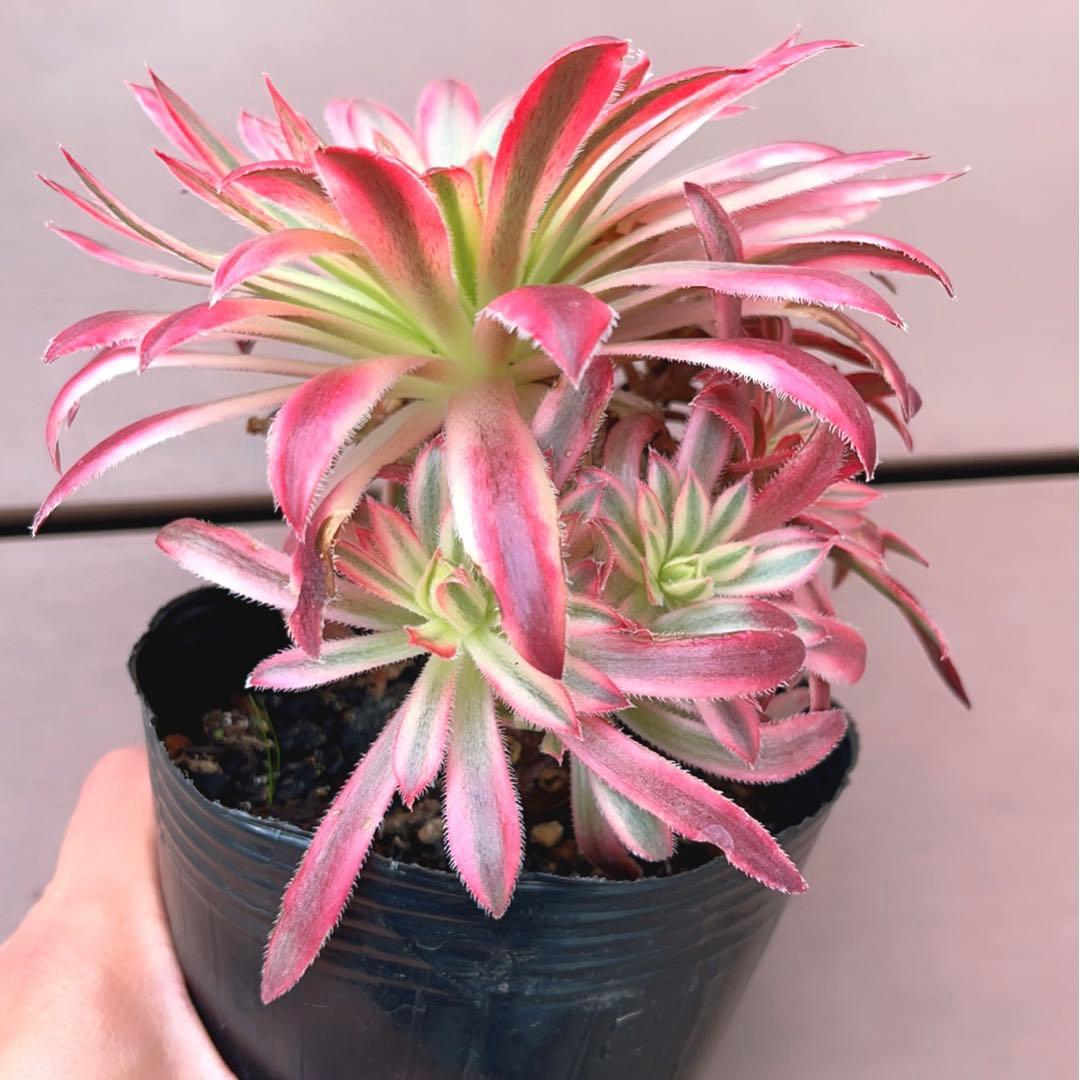 62#多肉植物アエオニウム錦❤️ 朱雀❤️1大頭9小頭15cm拨き苗