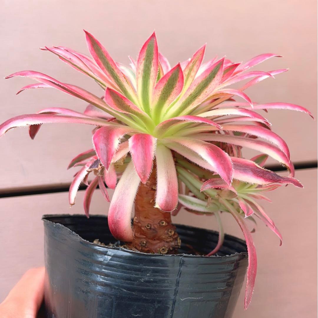 62#多肉植物アエオニウム錦❤️ 朱雀❤️1大頭9小頭15cm拨き苗
