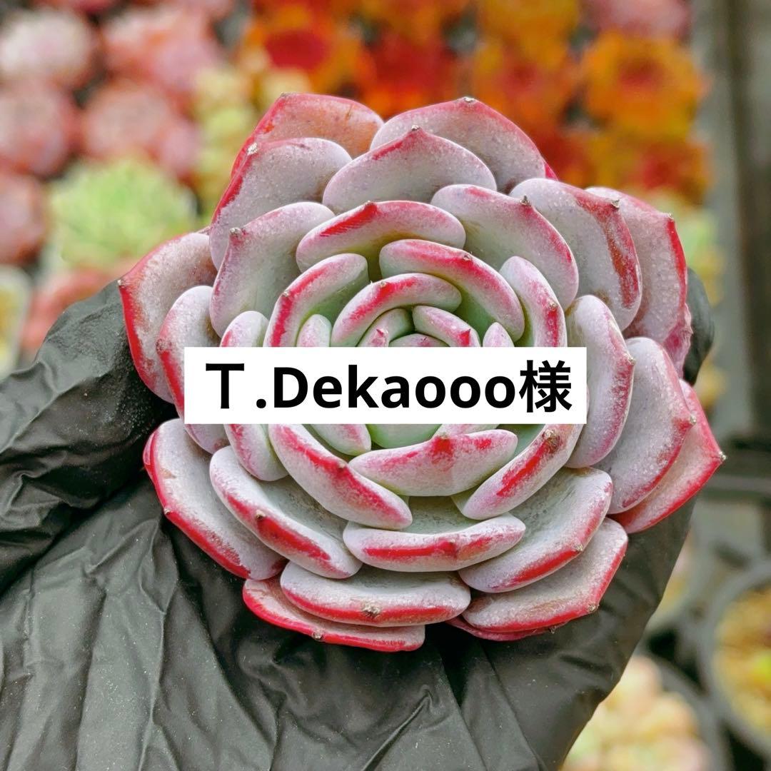 Ｔ.Dekaooo