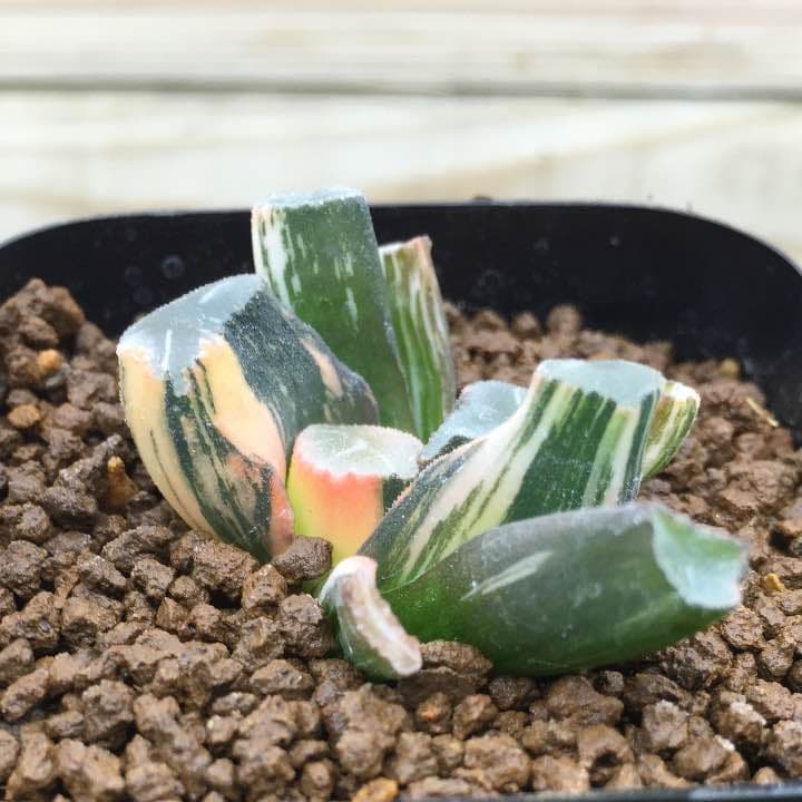 万象錦  美品