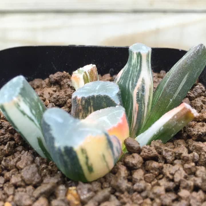 万象錦  美品