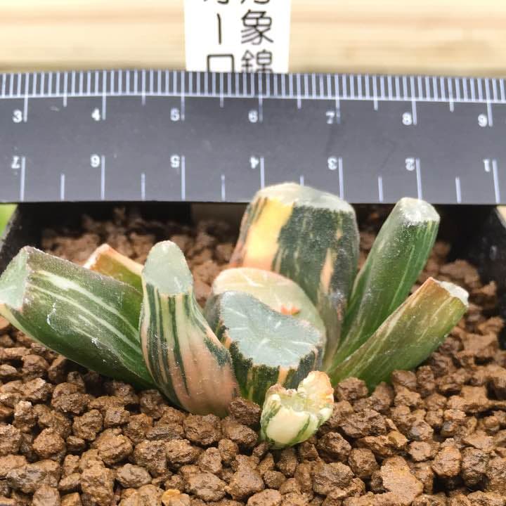 万象錦  美品