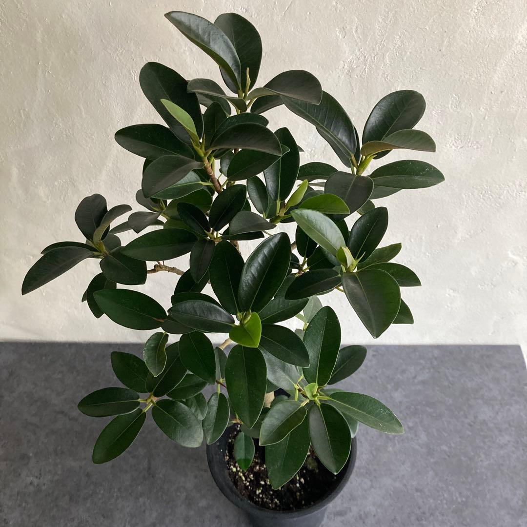 フィカス フランスゴム ゴムノキ ゴムの木観葉植物 おしゃれ 美品 限定