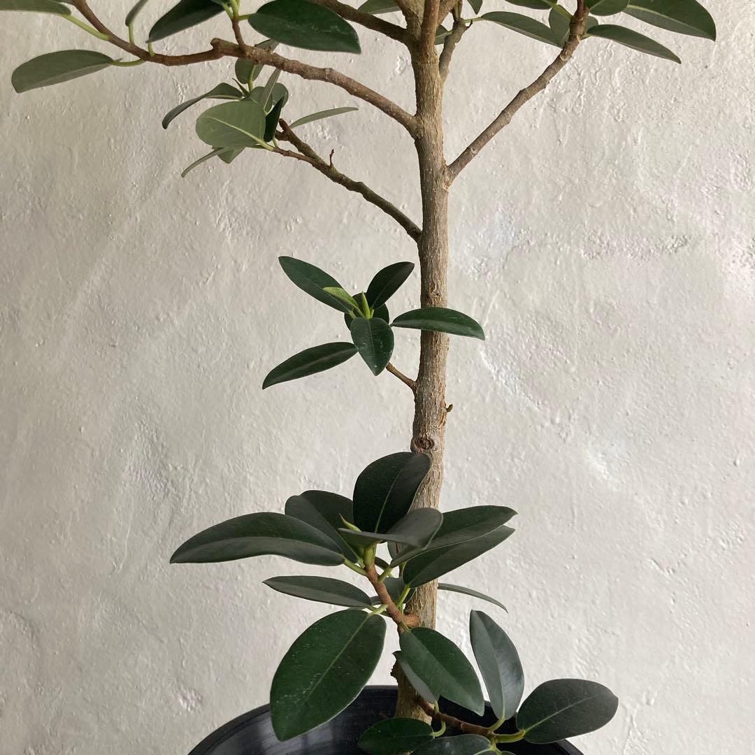 フィカス フランスゴム ゴムノキ ゴムの木観葉植物 おしゃれ 美品 限定
