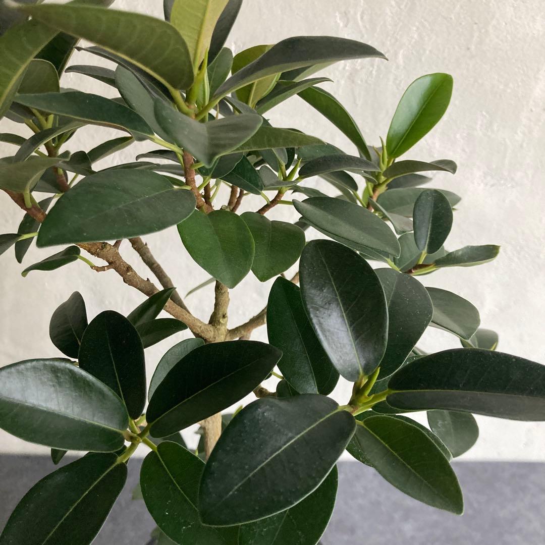 フィカス フランスゴム ゴムノキ ゴムの木観葉植物 おしゃれ 美品 限定