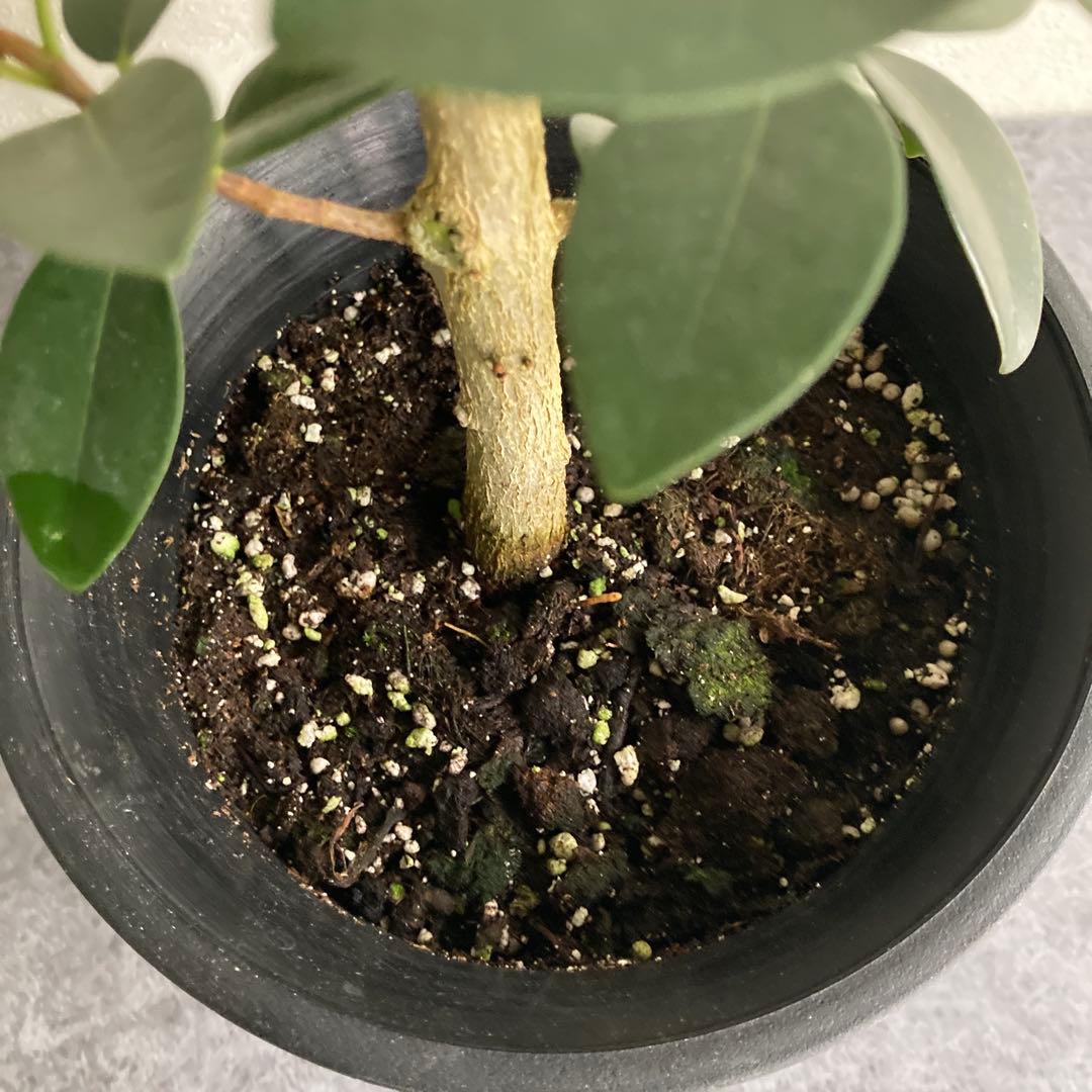 フィカス フランスゴム ゴムノキ ゴムの木観葉植物 おしゃれ 美品 限定