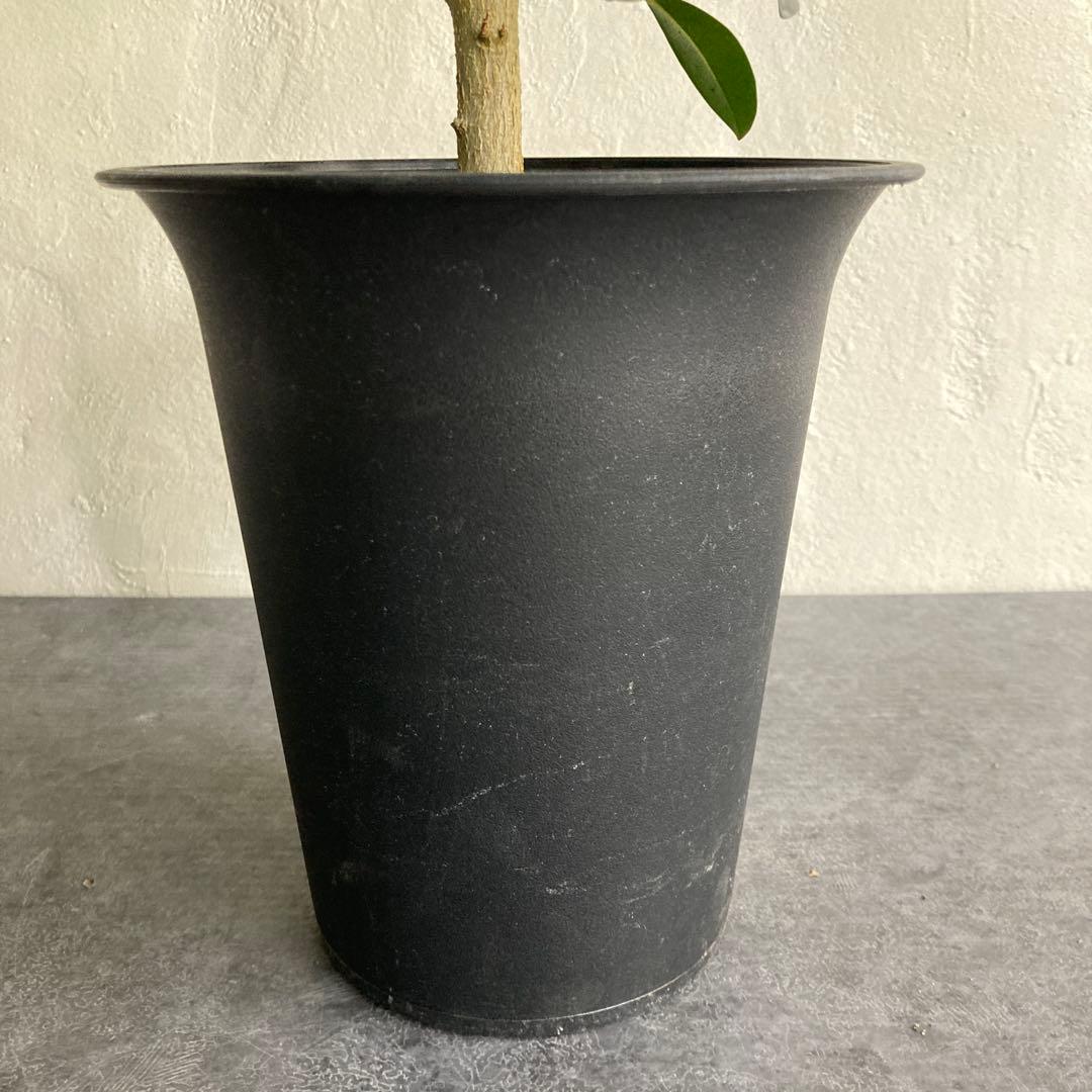 フィカス フランスゴム ゴムノキ ゴムの木観葉植物 おしゃれ 美品 限定