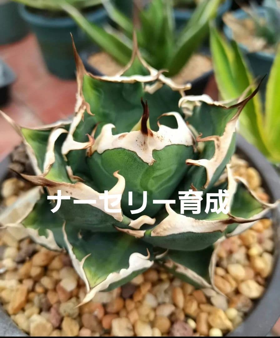 鬼爪