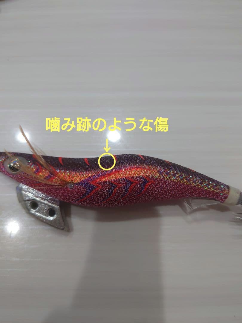 エギ王K&エギ王LIVEを含むエギセット