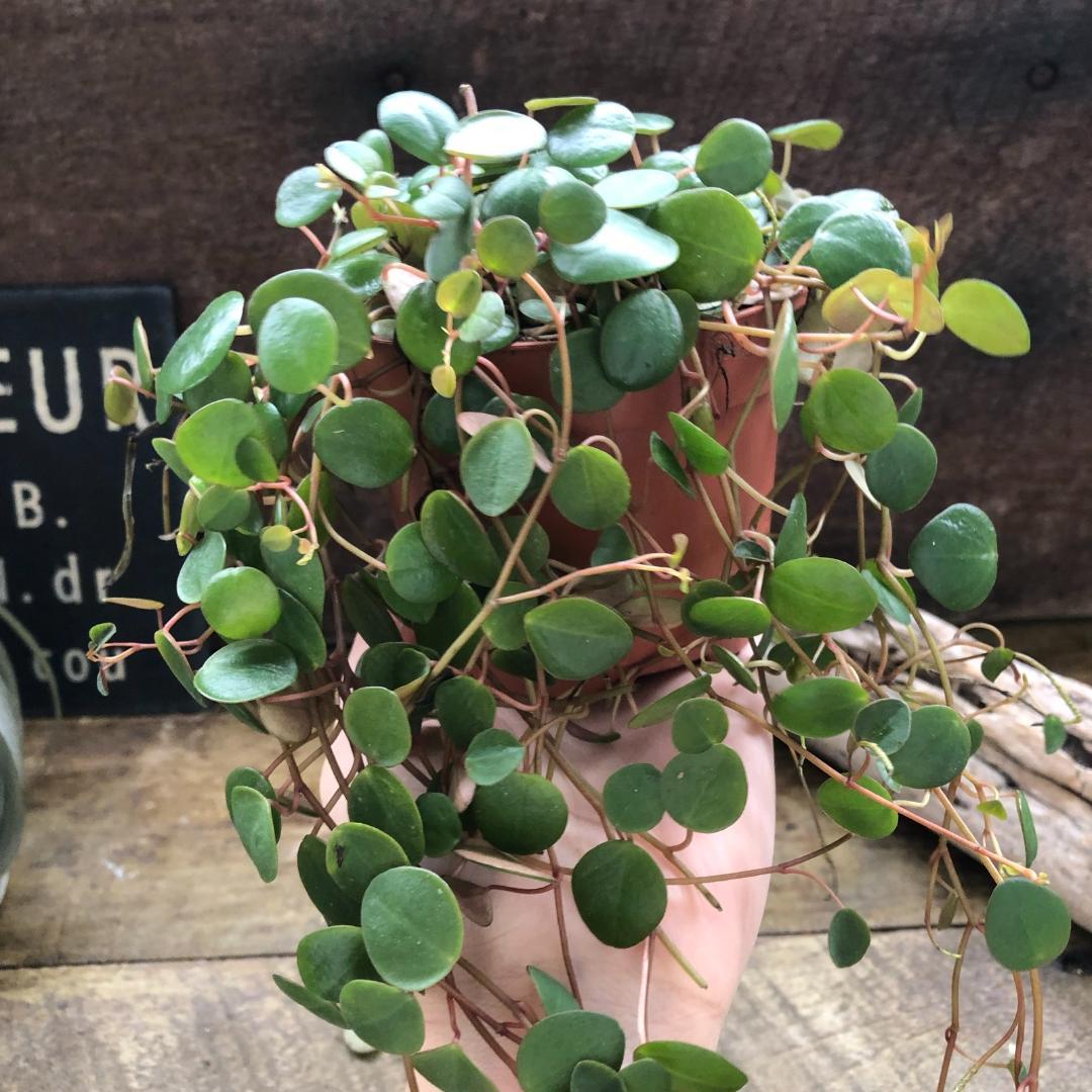 ★ポットごと♡ペッパースポット♡ペペロミア♡希少♡観葉植物♡
