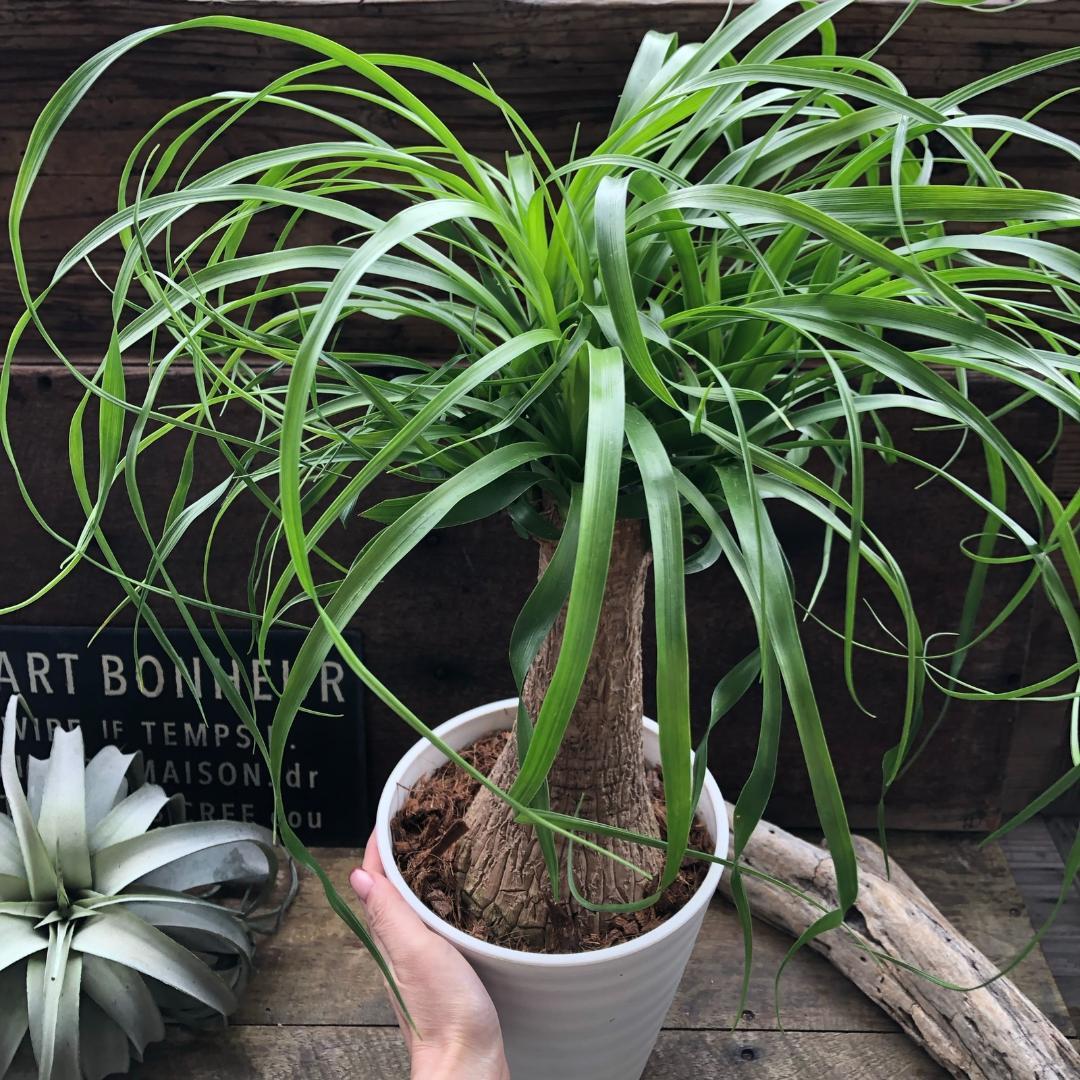 ★ポットごと♡ポニーテール♡ノリナ♡トックリラン♡観葉植物♡おしゃれ